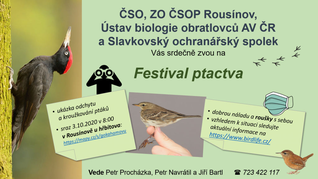 Festival ptactva